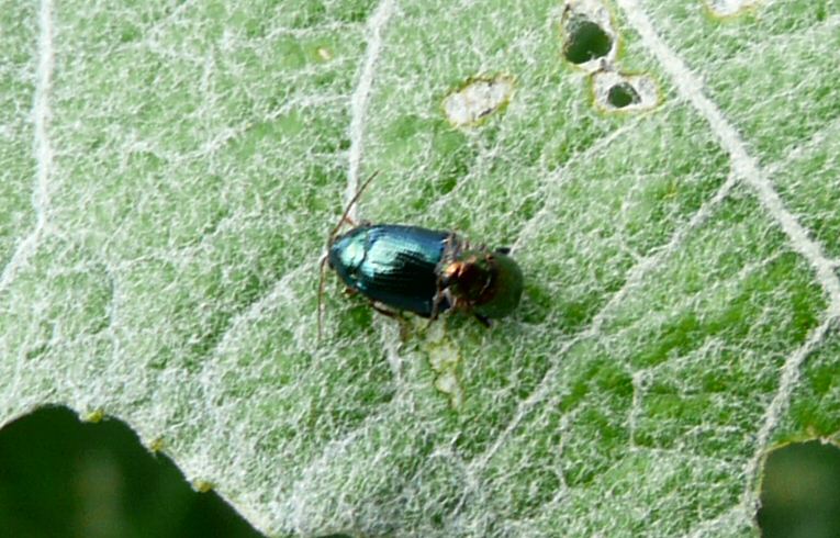 GasAltica sp.